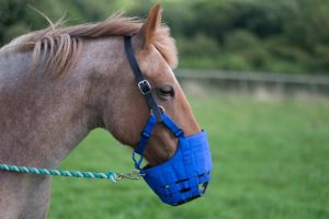 Ultimate Muzzle - Head Shot 1