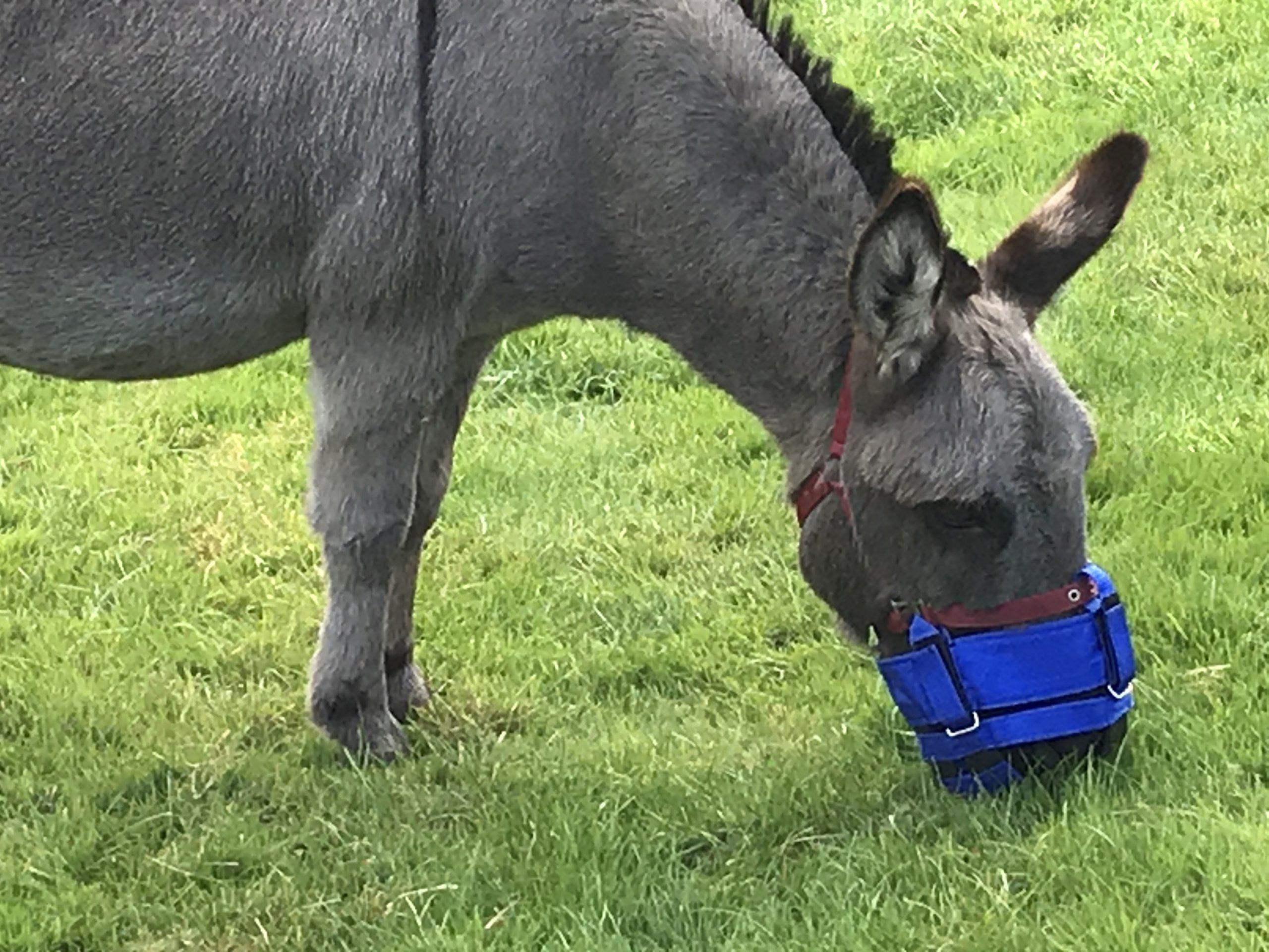 donkey grazing muzzle